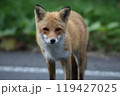 きつねポートレート 119427025