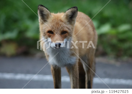 きつねポートレート きつねポートレート 119427025