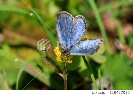 小型で綺麗だけれど繁殖適応力の高さから発見頻度の高い蝶 ヤマトシジミ 小型で綺麗だけれど繁殖適応力の高さから発見頻度の高い蝶 ヤマトシジミ 119427059