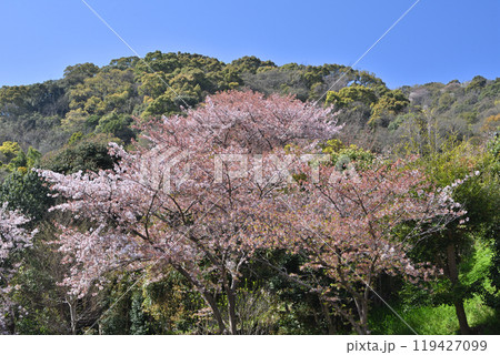 神戸北野天満宮神社の桜 神戸北野天満宮神社の桜 119427099