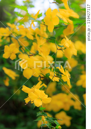 優雅で濃厚な黄花で山吹色の語源となった花　ヤマブキ 119427117