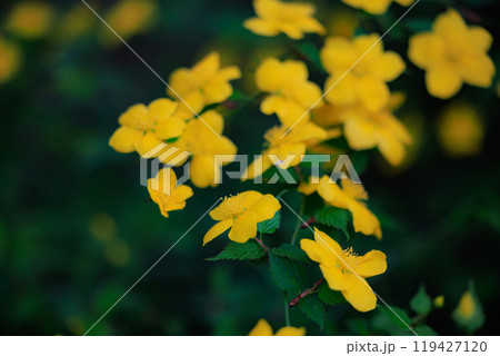 優雅で濃厚な黄花で山吹色の語源となった花　ヤマブキ 119427120