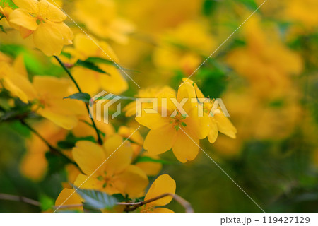 優雅で濃厚な黄花で山吹色の語源となった花　ヤマブキ 119427129