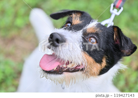 笑顔が可愛い見上げるジャックラッセルテリア　飼い主とアイコンタクト 119427143