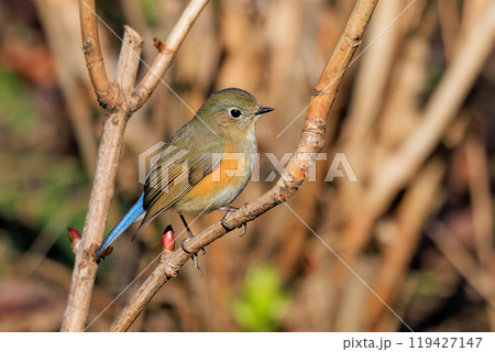 瑠璃色とオレンジ色をまとった冬に訪れる人気者 ルリビタキの若雄 119427147