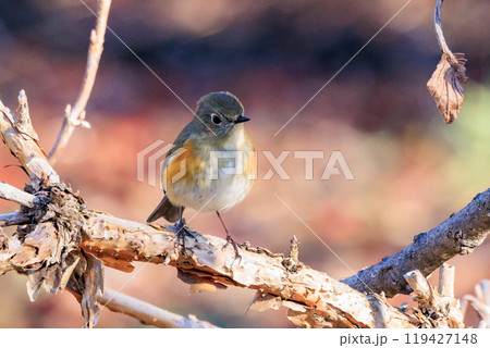 瑠璃色とオレンジ色をまとった冬に訪れる人気者 ルリビタキの若雄 119427148