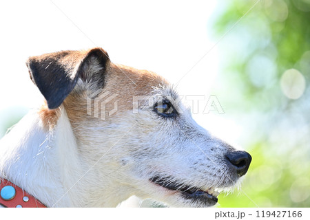 ジャックラッセルテリアの横顔のアップ 119427166