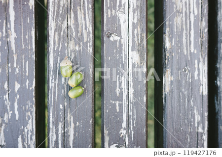 どんぐり3つ 119427176