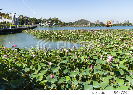 View of the lotus in bloom at the Lotus Pond(Lianchihtan) in Kaohsiung, Taiwan. it is an artificial lake and a popular tourist destination. 119427209