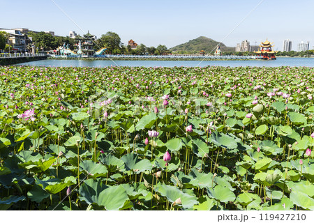 View of the lotus in bloom at the Lotus Pond(Lianchihtan) in Kaohsiung, Taiwan. it is an artificial lake and a popular tourist destination. 119427210