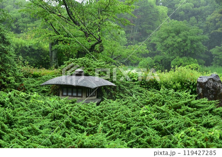 ハイビャクシンと勧修寺灯籠 119427285