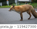 道東のキタキツネ 119427300