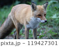 ふわふわのキタキツネ 119427301