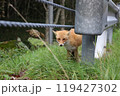 ガードレールから顔を覗かせるキタキツネ 119427302
