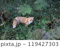 カメラを見上げるキタキツネ 119427303