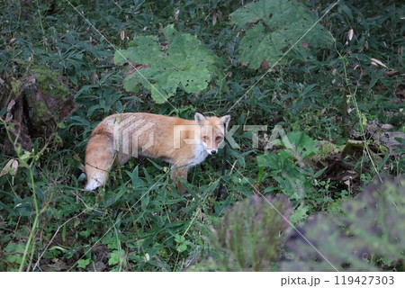カメラを見上げるキタキツネ カメラを見上げるキタキツネ 119427303