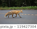 道路を渡るキタキツネ 119427304
