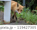 顔を覗かせるキタキツネ 119427305