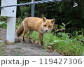 路肩を歩くキタキツネ 119427306