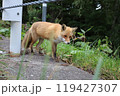 路肩を歩くキタキツネ 119427307