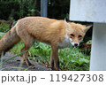 路肩を歩くキタキツネ 119427308