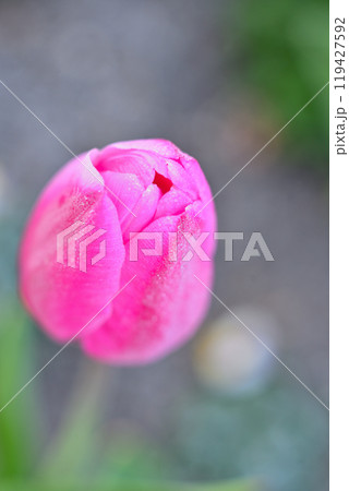 霜の降りたアイスチューリップ 119427592