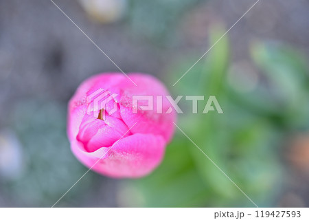 霜の降りたアイスチューリップ 119427593