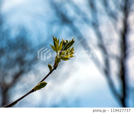 Closeup of the buds, stem and small young green leaves of Sorbus torminalis L. Sunny spring day . 119427737