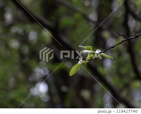 Closeup of the buds, stem and small young green leaves of sorbus latifolia. Sunny spring day . Closeup of the buds, stem and small young green leaves of sorbus latifolia. Sunny spring day . 119427740