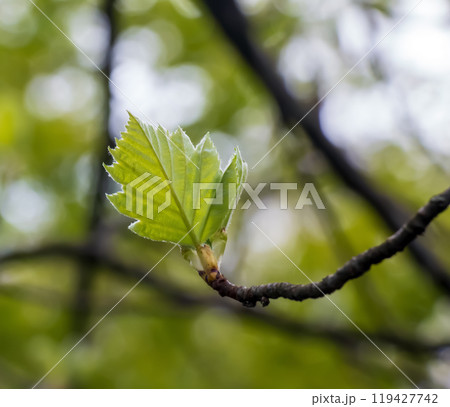 Closeup of the buds, stem and small young green leaves of sorbus latifolia. Sunny spring day . Closeup of the buds, stem and small young green leaves of sorbus latifolia. Sunny spring day . 119427742