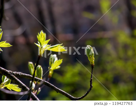 Closeup of the buds, stem and small young green leaves of Sorbus torminalis L. Sunny spring day . Closeup of the buds, stem and small young green leaves of Sorbus torminalis L. Sunny spring day . 119427763