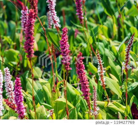 Bistorta affinis plant commonly known as Himalayan bistort, fleece flower or knotweed Bistorta affinis plant commonly known as Himalayan bistort, fleece flower or knotweed 119427769