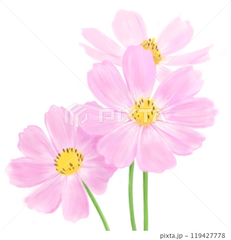 コスモスの花のイラスト(3輪、ピンク) コスモスの花のイラスト(3輪、ピンク) 119427778