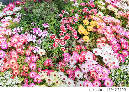 マツバボタンが密生する花壇の花 119427906