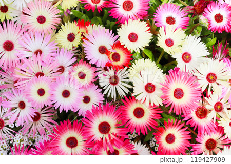 マツバボタンが密生する花壇の花 119427909