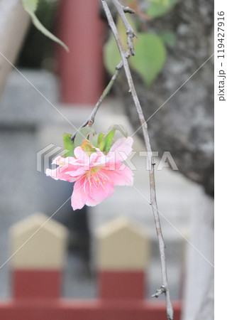 枝の先に咲いたかわいい桜の花いちりん 119427916