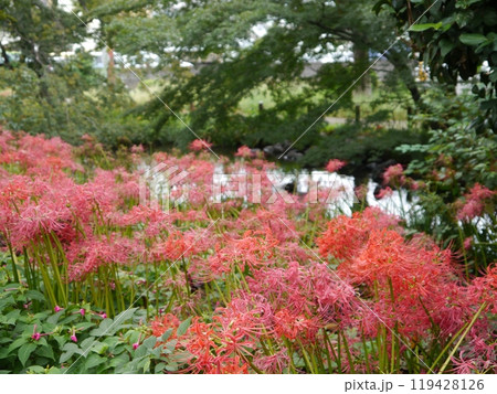 根川緑道の曼珠沙華 根川緑道の曼珠沙華 119428126