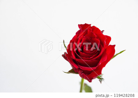 赤い薔薇 119428208
