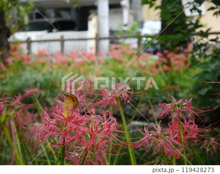 根川緑道の曼珠沙華(ヒガンバナ) 根川緑道の曼珠沙華(ヒガンバナ) 119428273