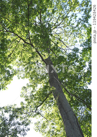 雑木林の中のムクノキ 119428426