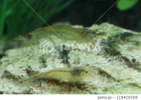 ミナミヌマエビ ミナミヌマエビ 119428589