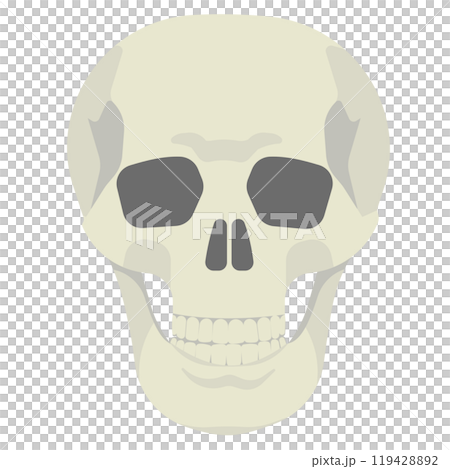 Skull illustration 119428892