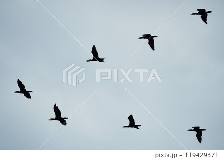 空を飛ぶ鳥 空を飛ぶ鳥 119429371