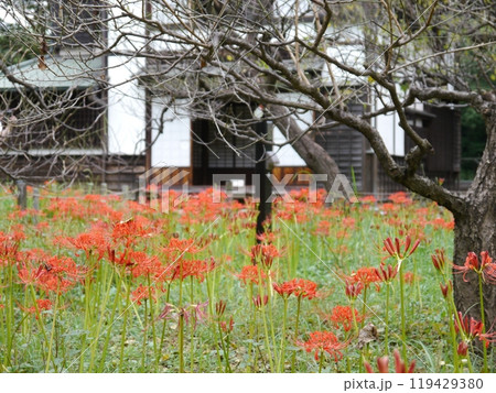 府中市郷土の森のヒガンバナ(曼珠沙華) 府中市郷土の森のヒガンバナ(曼珠沙華) 119429380