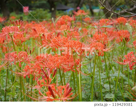 府中市郷土の森のヒガンバナ(曼珠沙華) 府中市郷土の森のヒガンバナ(曼珠沙華) 119429381