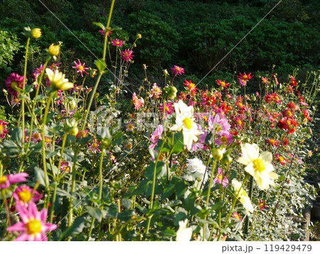 町田ダリア園 119429479