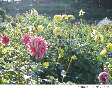 町田ダリア園 町田ダリア園 119429526