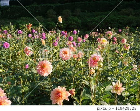 町田ダリア園 119429528