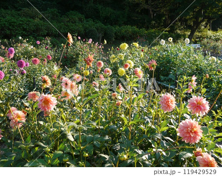 町田ダリア園 119429529