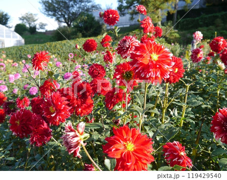 町田ダリア園 町田ダリア園 119429540
